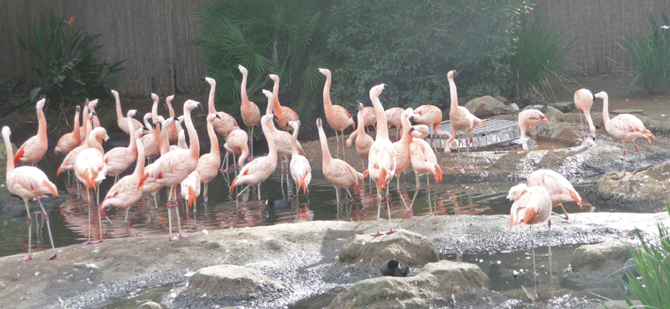 Flamingos San Diego Safari Park