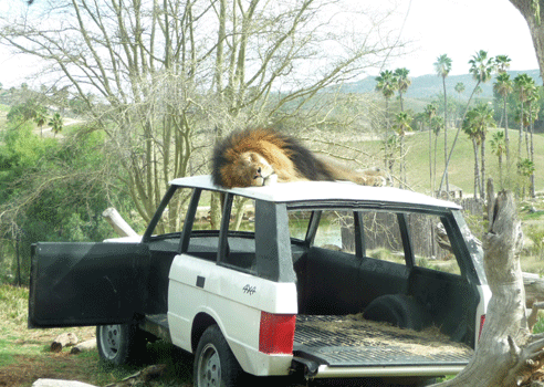 Lion asleep San Diego Safari Park