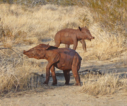 Merriam’s Tapirs sculpture Borrego Springs, CA