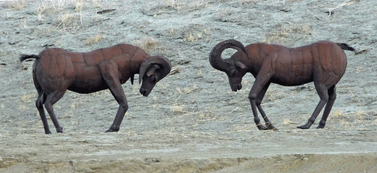 Desert Big Horn Sheep sculptures Borrego Springs CA