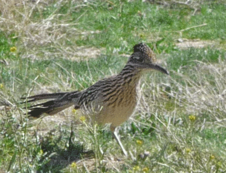 Road Runner Catalina State Park AZ