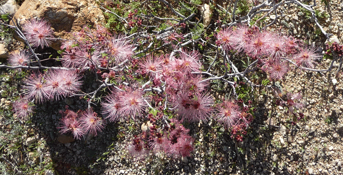 Fairy Duster (Calliandra eriophylla)