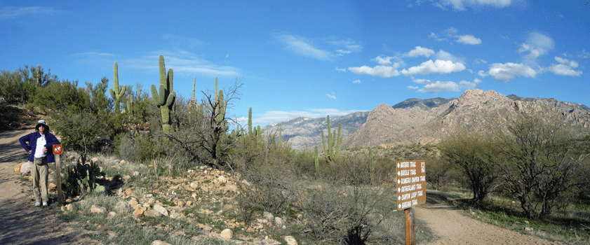 Walter Cooke Nature Trail Catalina State Park AZ