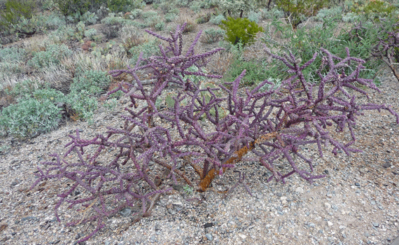 Purple Staghorn Cholla