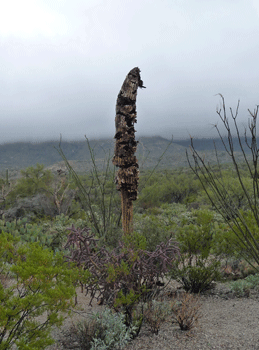 Skeleton of dead Saguaro Cactus