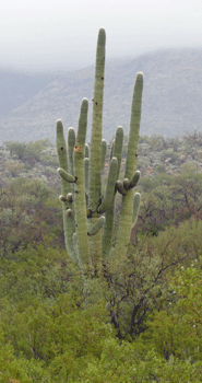Very old Saguaro cactus at Saguaro National Park AZ