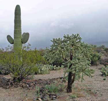 Hanging chain cholla at Saguaro National Park