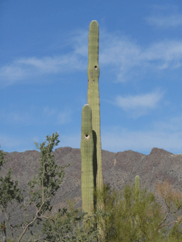 Saguaro with bird holes Gilbert Ray Campground AZ