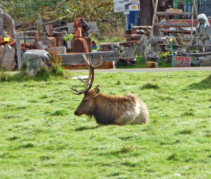 Elk in Orik, CA