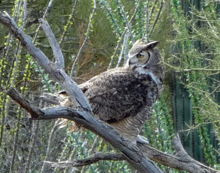 Horned Owl Arizaon-Sonora Desert Museum