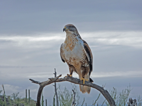  Ferruginous Hawk Desert Museum Tucson