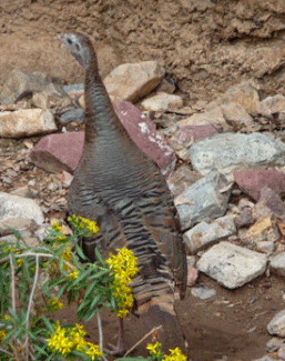 Wild Turkey Desert Museum Tucson