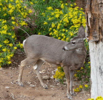 Mule Deer Desert Museum Tucson