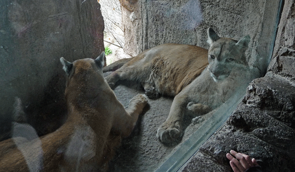 Cougars Desert Museum Tucson