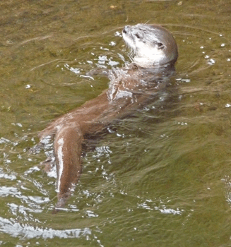 River Otter Desert Museum Tucson