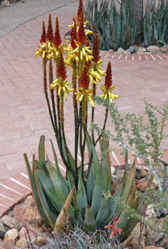 Aloe Desert Museum Tucson