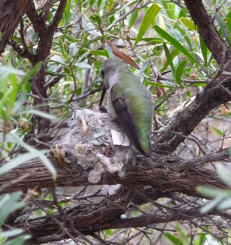 Humming Bird and nest Desert Museum Tucson