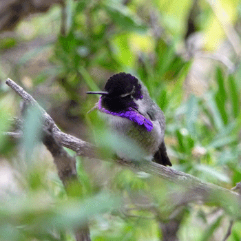 Costas Humming Bird Desert Museum Tucson