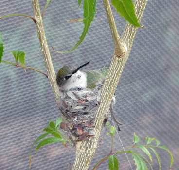 Humming Bird on nest Desert Museum Tucson