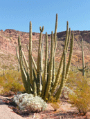 Organ Pipe Cactus