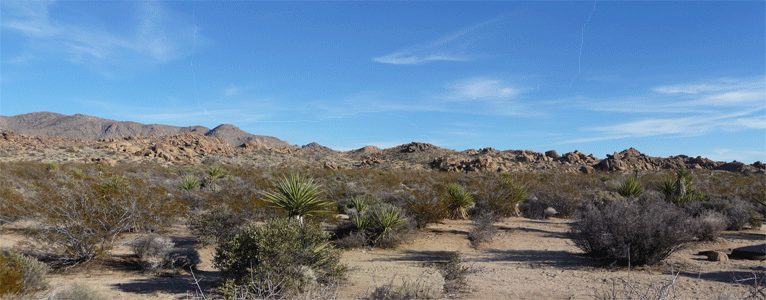 Cottonwood Campground Panorama Joshua Tree