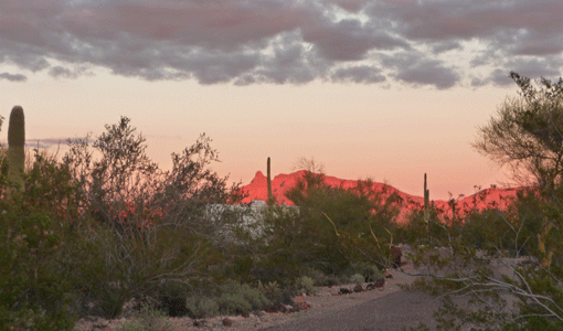 Sunset at Organ Pipe National Monument