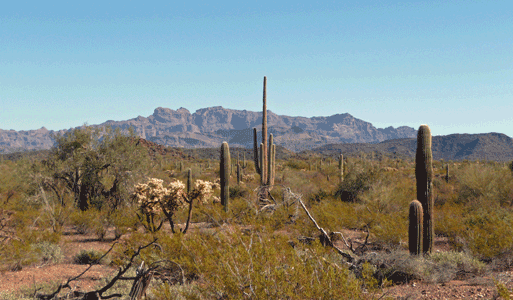 North Puerto Blanco Drive Organ Pipe National Monument