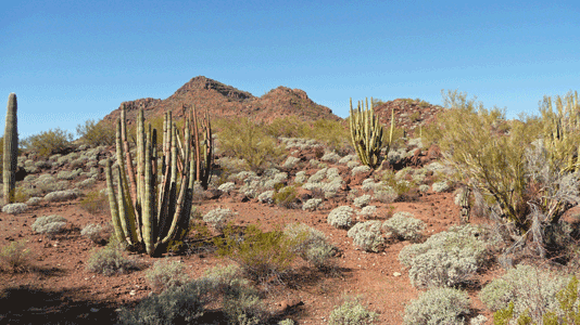 Organ Pipe Cactus in namesake park