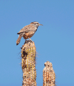 Cactus Wren at Organ Pipe National Monument Visitors Center