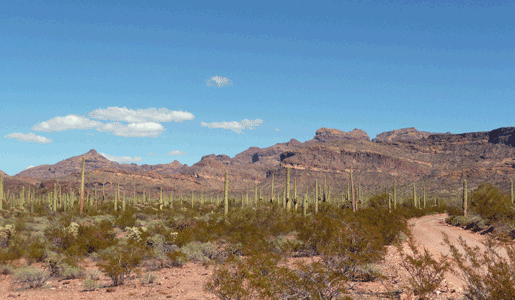 Ajo Mt range Organ Pipe Cactus National Monument