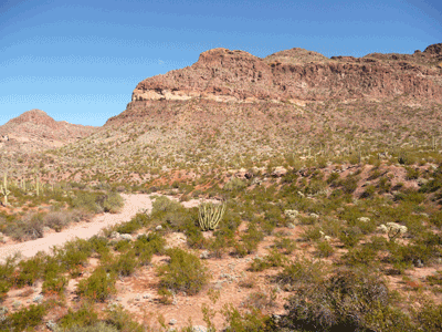 Diablo Wash Organ Pipe Cactus National Monument