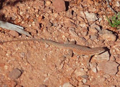 Lizard Organ Pipe National Monument