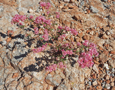 Alberts Wild Buckwheat (Eriogonum abertianum)