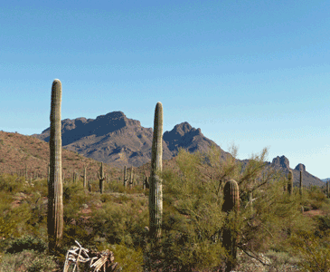 Mt Diaz and Diaz spire Organ Pipe National Monument