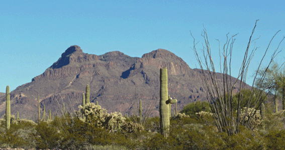 Ocotillos and cholla Mt Ajo drive