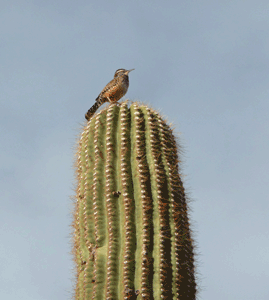 Cactus wren Organ Pipe National Monument campground