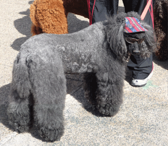 Poodle in Balboa Park San Diego CA
