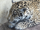 Jaguar cub San Diego Zoo 2013