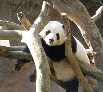 Mama panda, Bai Yun San Diego Zoo 2012
