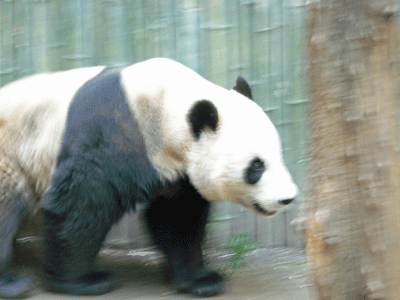 Gao Gao Panda at San Diego Zoo
