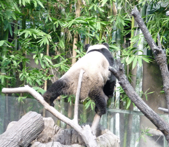 Yun Zi 3 year old panda climbing on limbs