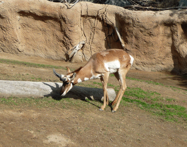 Prong Horn San Diego Zoo