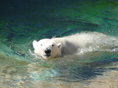 Polar Bear in water San Diego Zoo