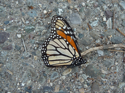 Monarch butterfly