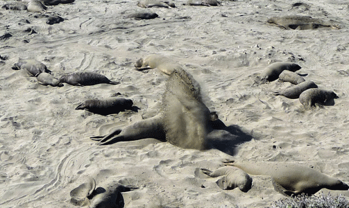 Elephant seals tossing sand