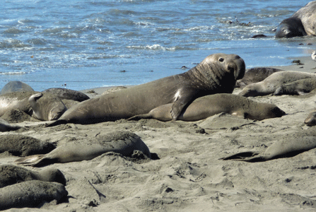 Bull elephant seal with females