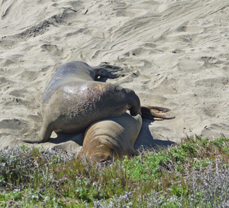 Male and female elephant seals