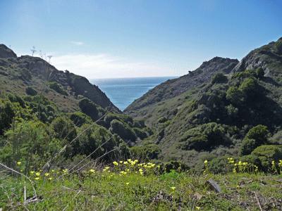 Oxalis in bloom along Big Sur Coast