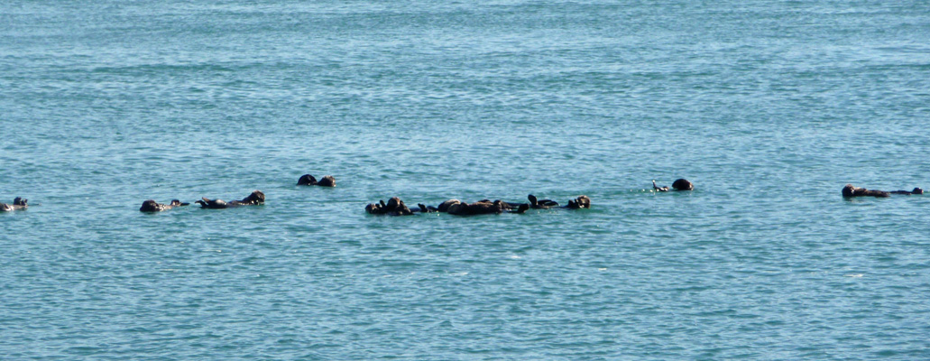 Sea otters in Morro Bay CA