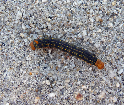 Sphynx Catepillar Borrego Springs CA